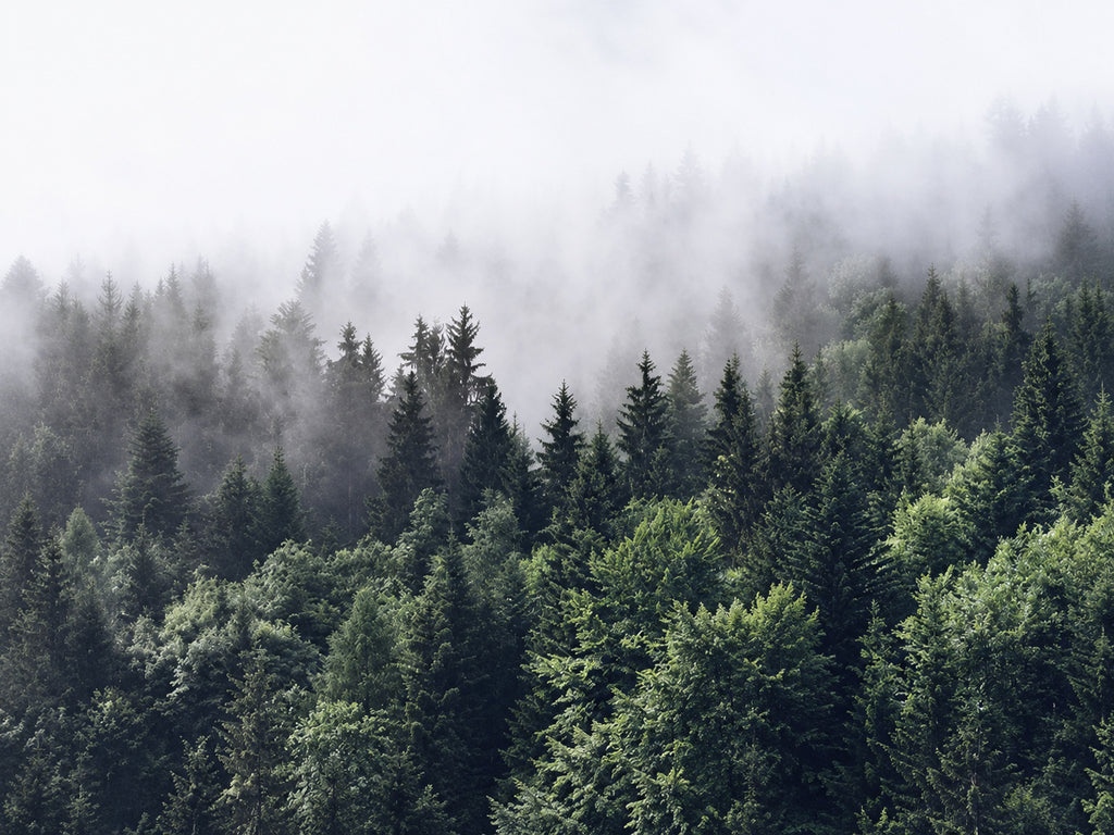 Papier peint panoramique Forêt de Sapins dans la Brume — vue du design seul